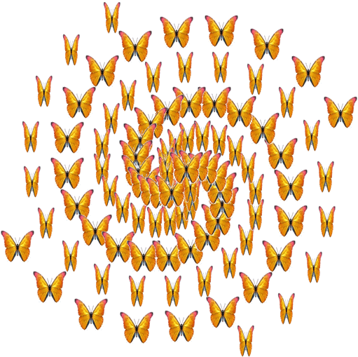 Spiral of golden morpho butterflies