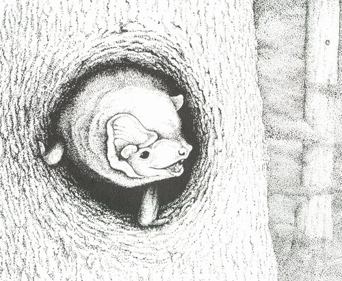 Male noctule (Nyctalus noctula) calling from tree-roost to attract mates Male noctule (Nyctalus noctula) calling from tree-roost to attract mates