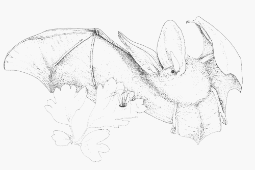 Gleaning Long-eared Bat Long-eared bat (Plecotus auritus) gleaning harvestman