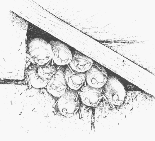 Roosting Daubenton's bats Daubenton's bats (Myotis daubentonii) in a summer roost