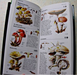 Inner pages of Mushrooms and Toadstools