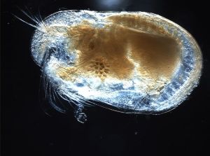 A seed-shrimp or ostracod