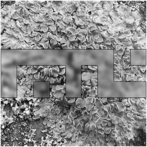 Faster Than Lichen #1