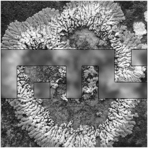 Faster Than Lichen #2