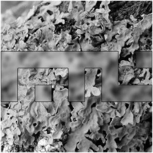 Faster Than Lichen #4