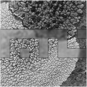 Faster Than Lichen #6