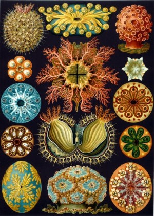 Sea anemones by Ernst Haeckel