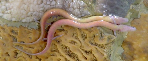 Olm in a Slovenian cave