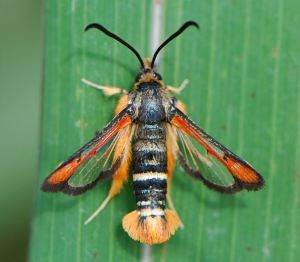 Pyropteron chrysidiformis
