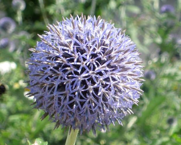 Echinops sphaerocephalus