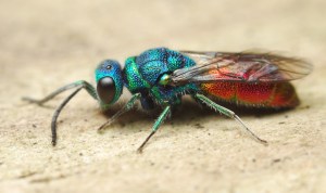 Ruby-tailed wasp, Chrysis ignita