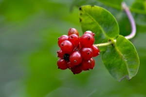 Honeysuckle berries