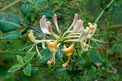 Honeysuckle, Lonicera periclymenum