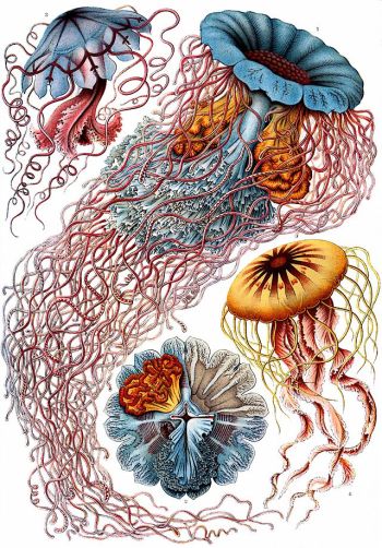Discomedesae by Ernst Haeckel