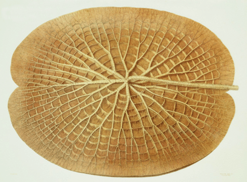 William Sharp, “Victoria Regia or the Great Water Lily of America (Underside of a Leaf)“ (1854), viâ Jeff Thompson