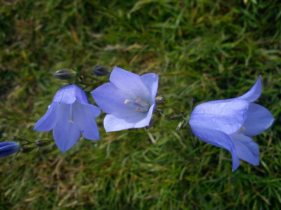 Harebells, Campanula rotundifolia.