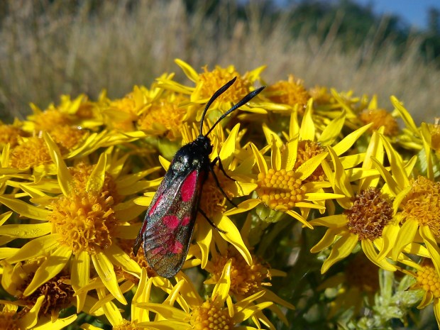 Cinnabar moth on ragwort