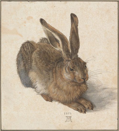 Young Hare (1502) by Albrecht D&uuml;rer
