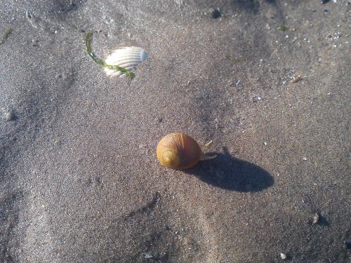 Flat periwinkle*, Littorina obtusa (Linnaeus, 1758)