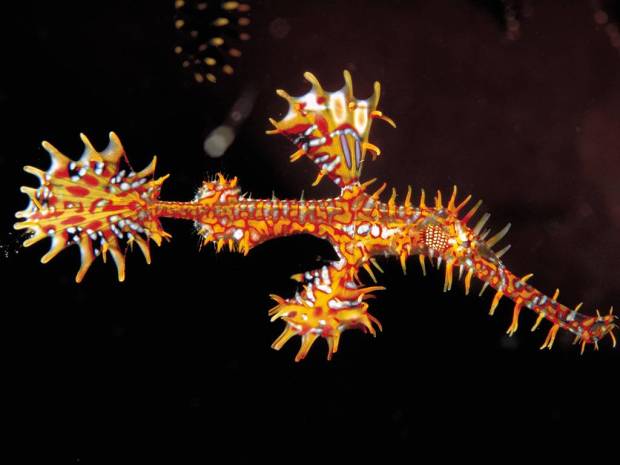 Solenostomus paradoxus