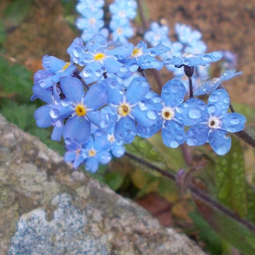 Field forget-me-not, Myosotis arvensis