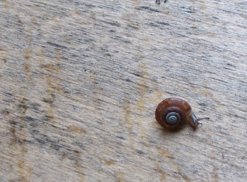Small snail on sheet of wood