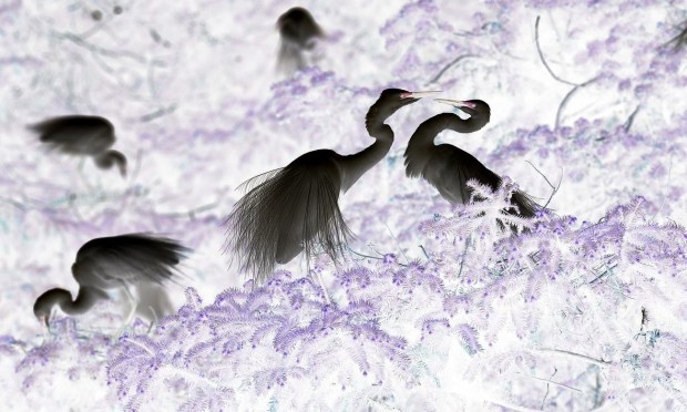 Negative image of white egrets in a tree