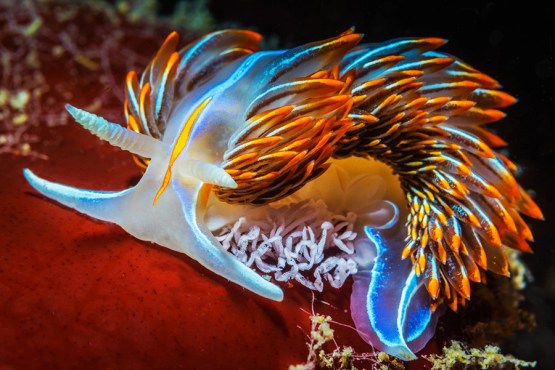 Colorful image of a sea-slug